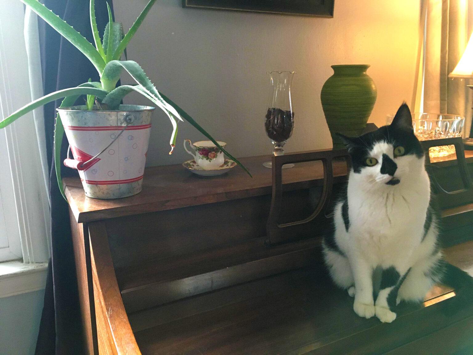 Is Aloe Vera Poisonous to Cats? Happy Cat Corner