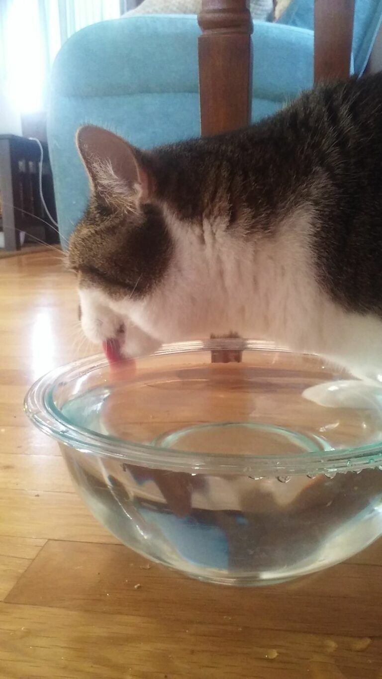 How to Get Your Cat to Drink More Water | Happy Cat Corner