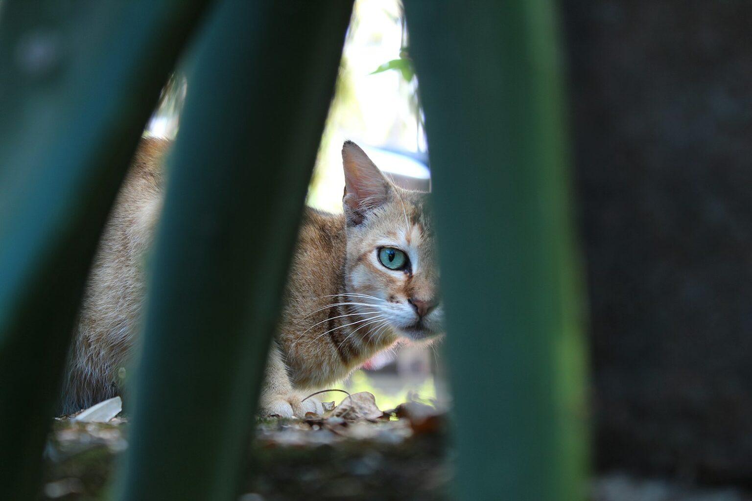 Is Aloe Vera Poisonous to Cats? Happy Cat Corner