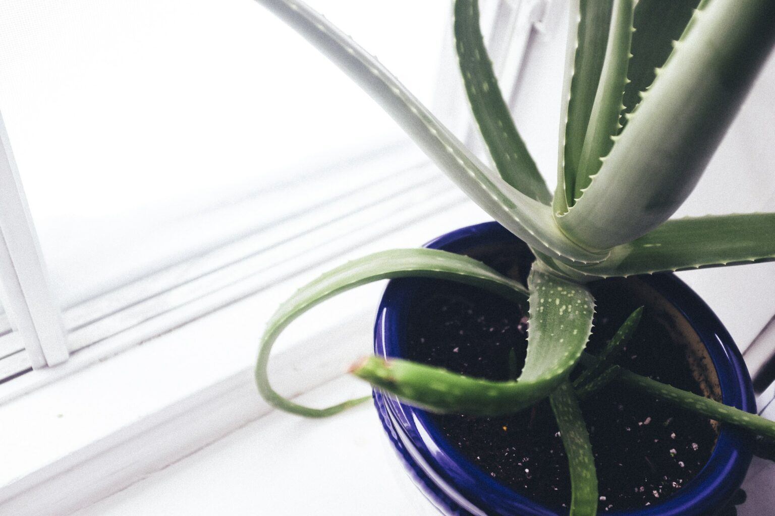 is-aloe-vera-poisonous-to-cats-happy-cat-corner