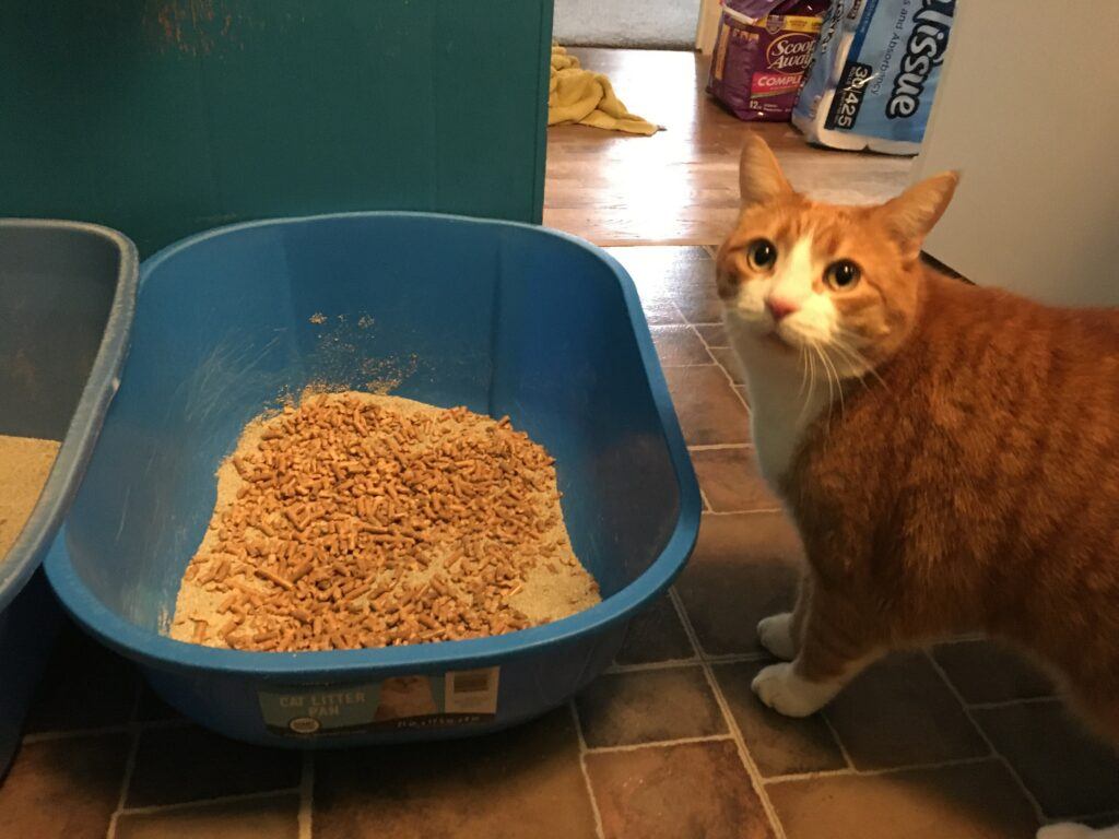 My (Totally Failed) Transition to Pine Pellet Cat Litter Happy Cat Corner