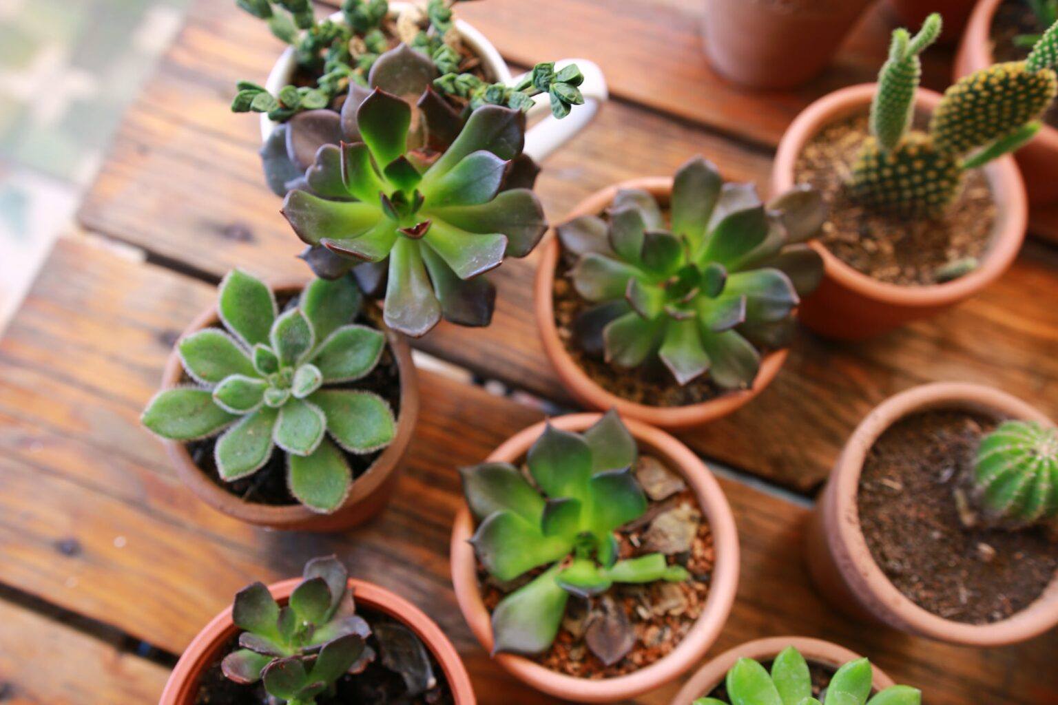 Is Aloe Vera Poisonous to Cats? Happy Cat Corner
