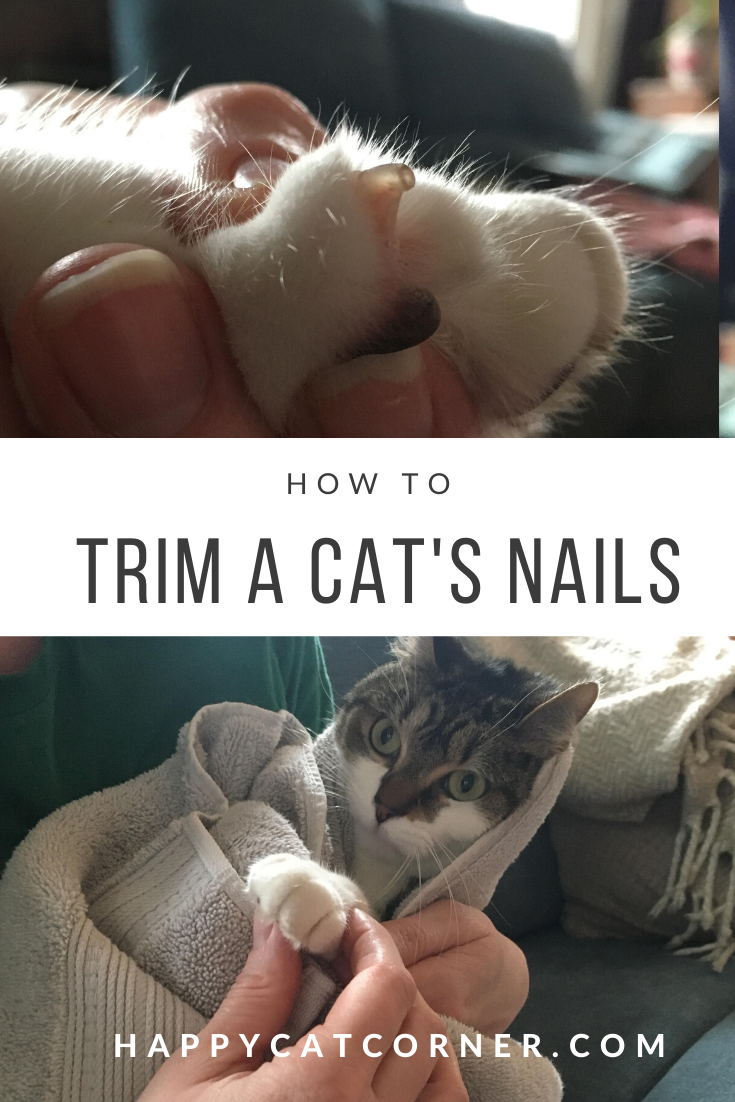 cat nail trimming