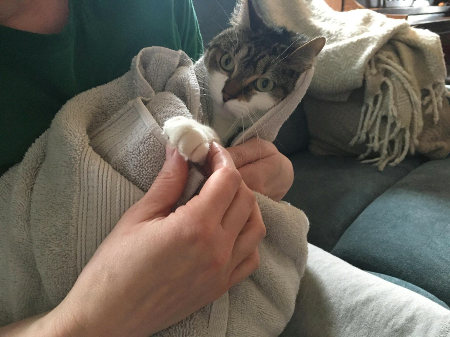 How to Trim a Cat’s Nails at Home A Guide to Success Happy Cat Corner