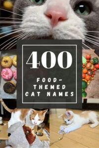 An Excellent List of 400 Food-themed Cat Names | Happy Cat Corner