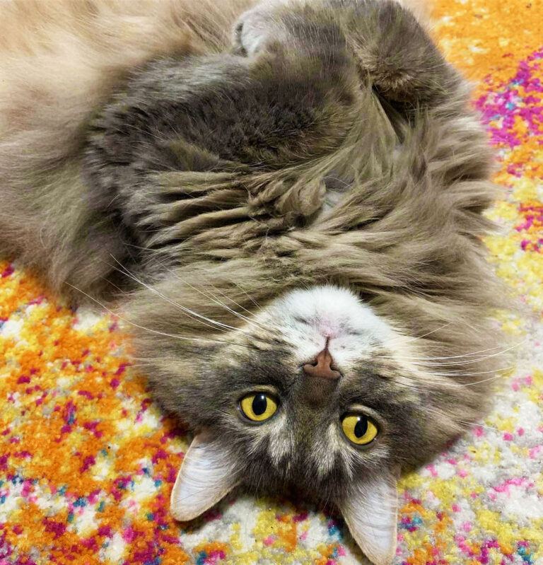 Pros and Cons of Owning a Cat What to Expect Before Adopting Happy Cat Corner