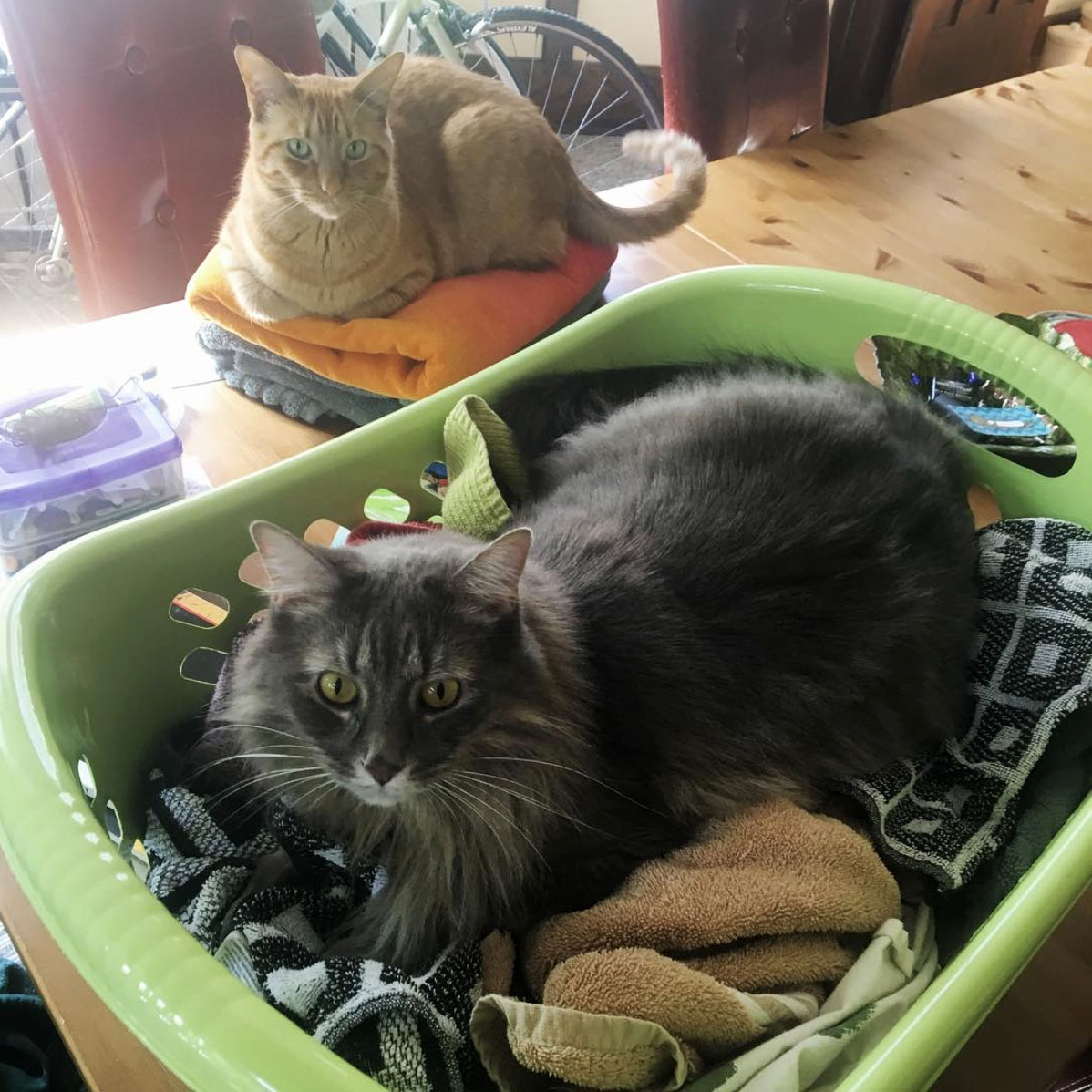Catsonlaundry Happy Cat Corner