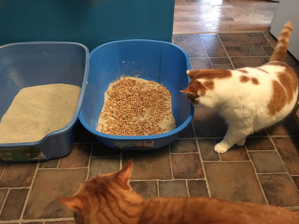 Pine shavings clearance for cat litter