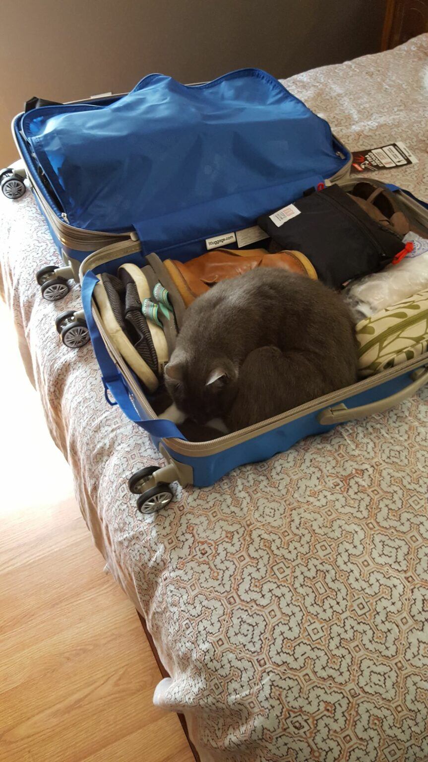 This is How Much to Pay a Cat Sitter, Explained Happy Cat Corner