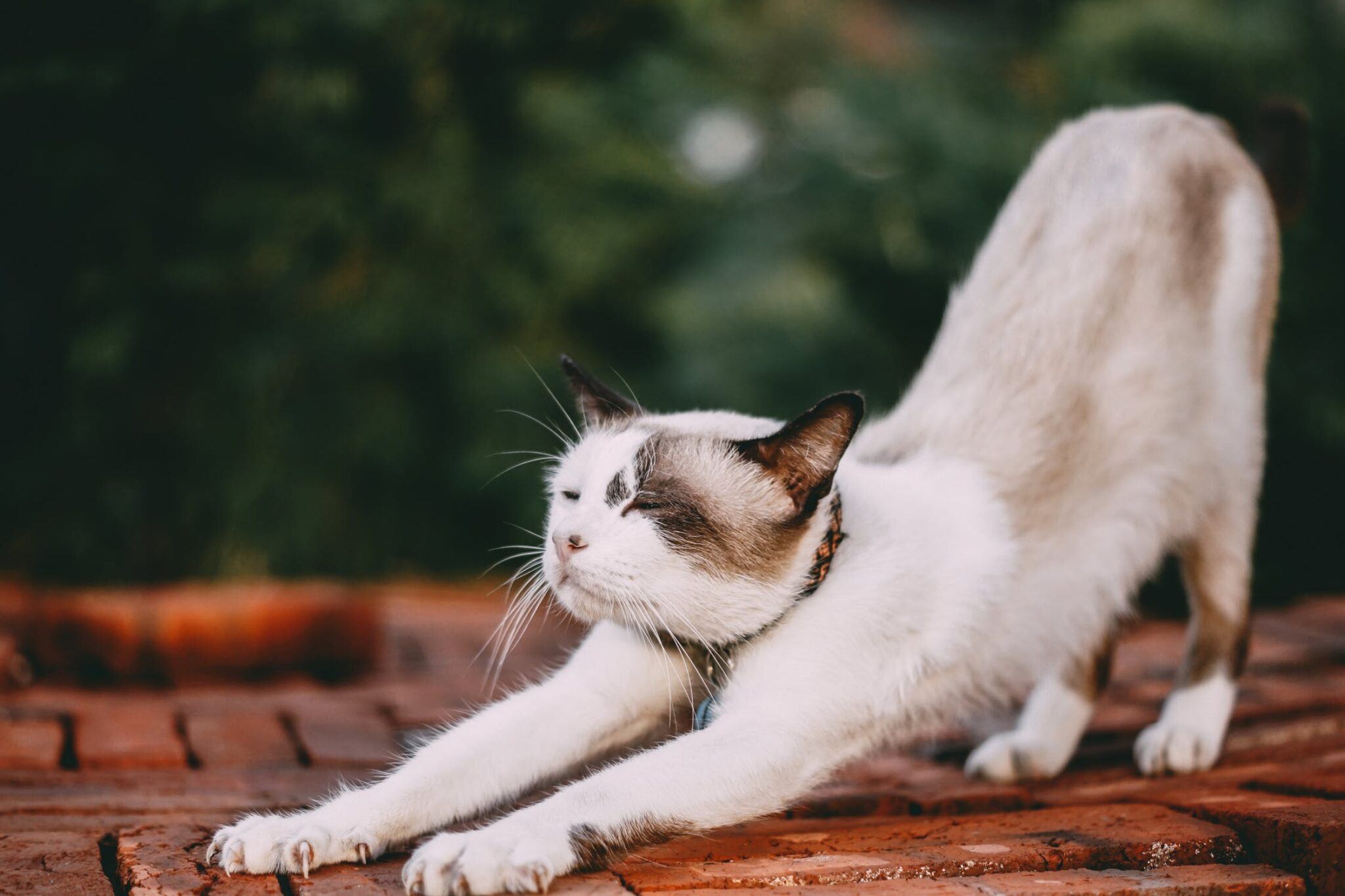 Humane Alternatives to Declawing a Cat Happy Cat Corner