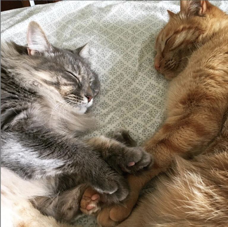 Pros and Cons of Owning a Cat What to Expect Before Adopting Happy