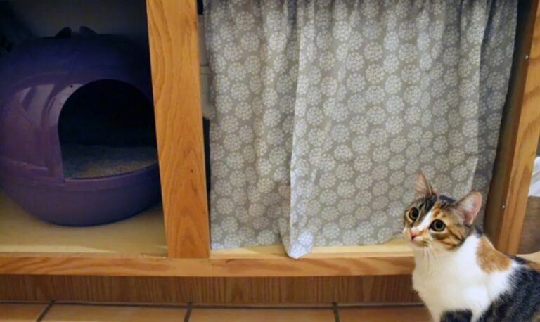 6 Ways to Hide Cat Litter Boxes (When You're Not a Crafty, Woodworking