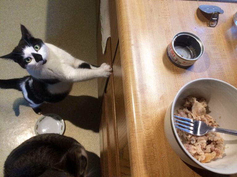 Is it Safe to Give Cats Canned Tuna Every Day? Happy Cat Corner