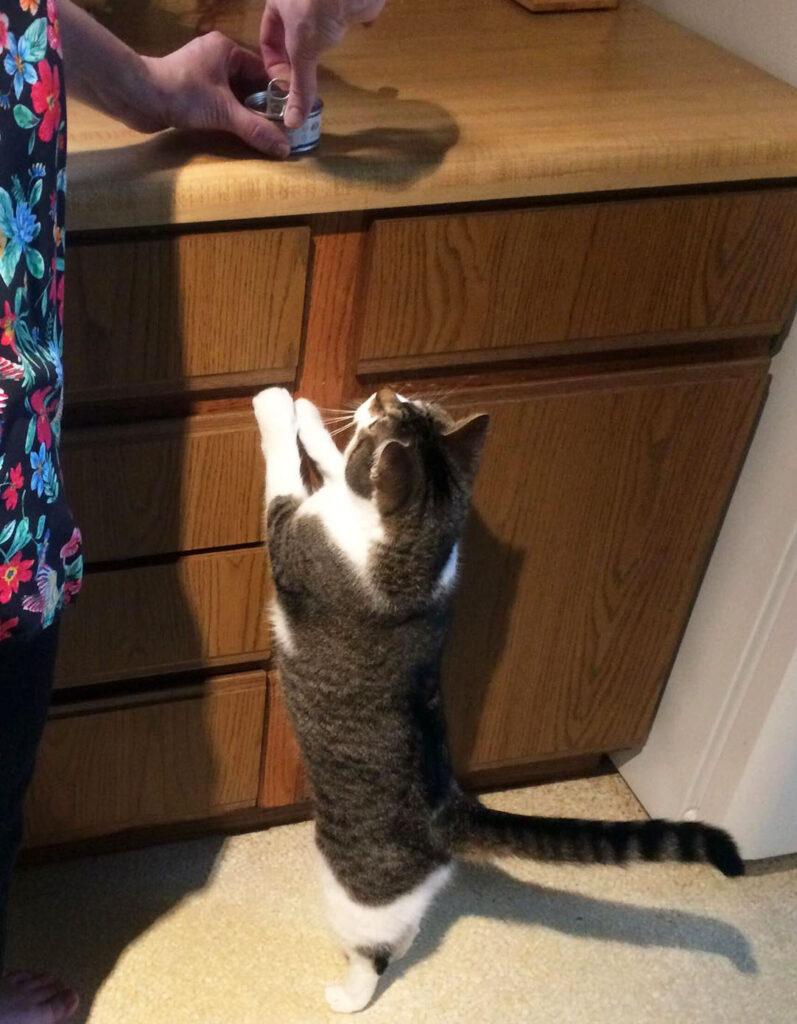 giving cats canned tuna