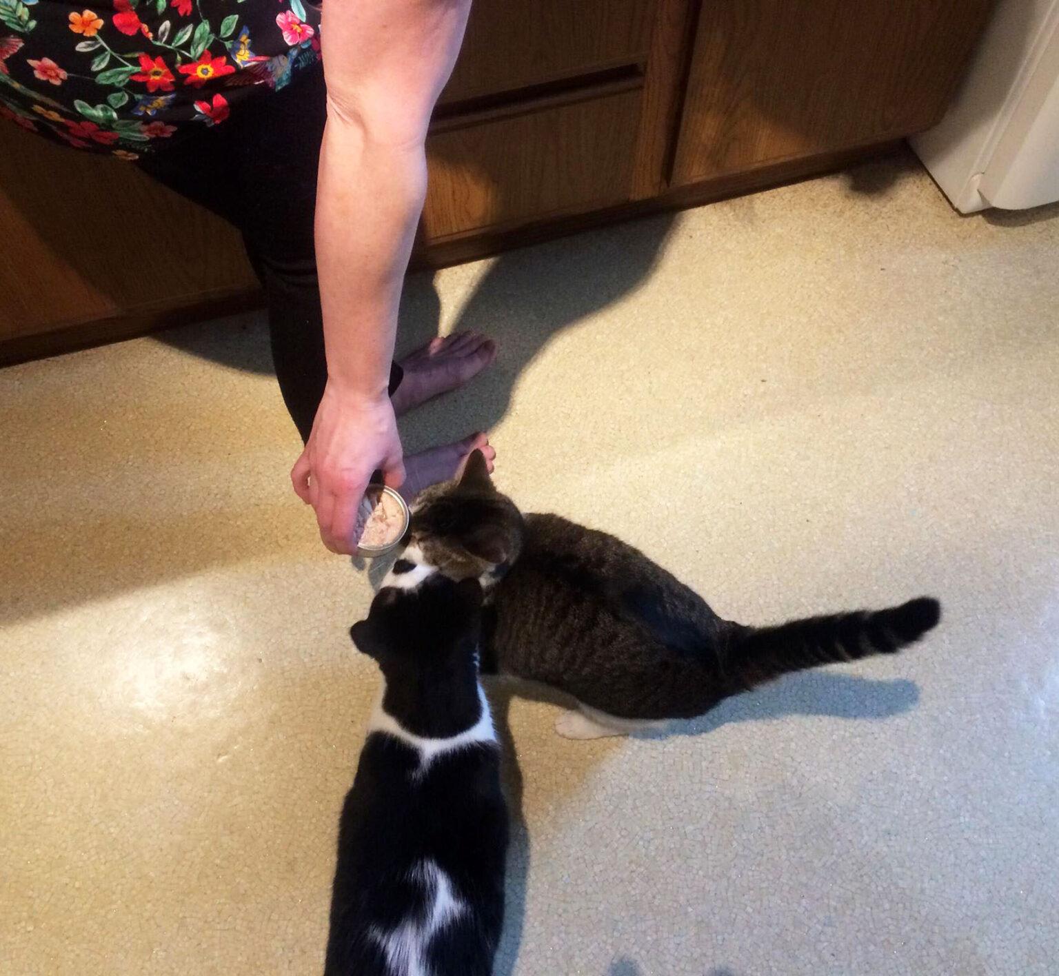 Is it Safe to Give Cats Canned Tuna Every Day? Happy Cat Corner