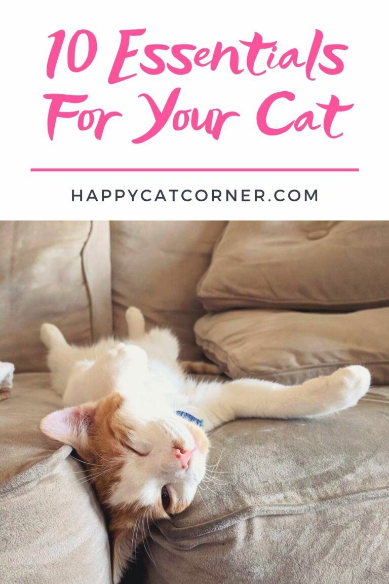 10 Essential Items For Your Cat: My Recommendations! | Happy Cat Corner