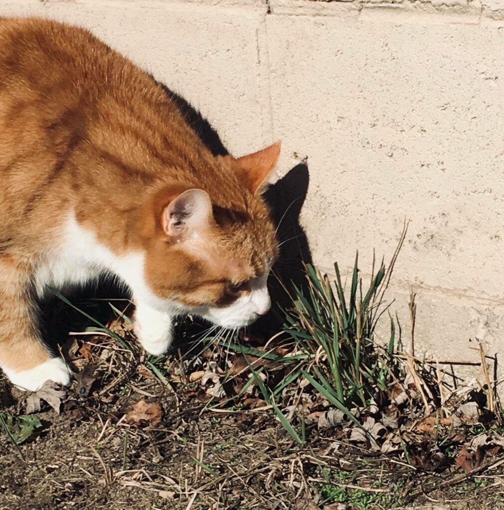 Cat eats and immediately throws outlet up