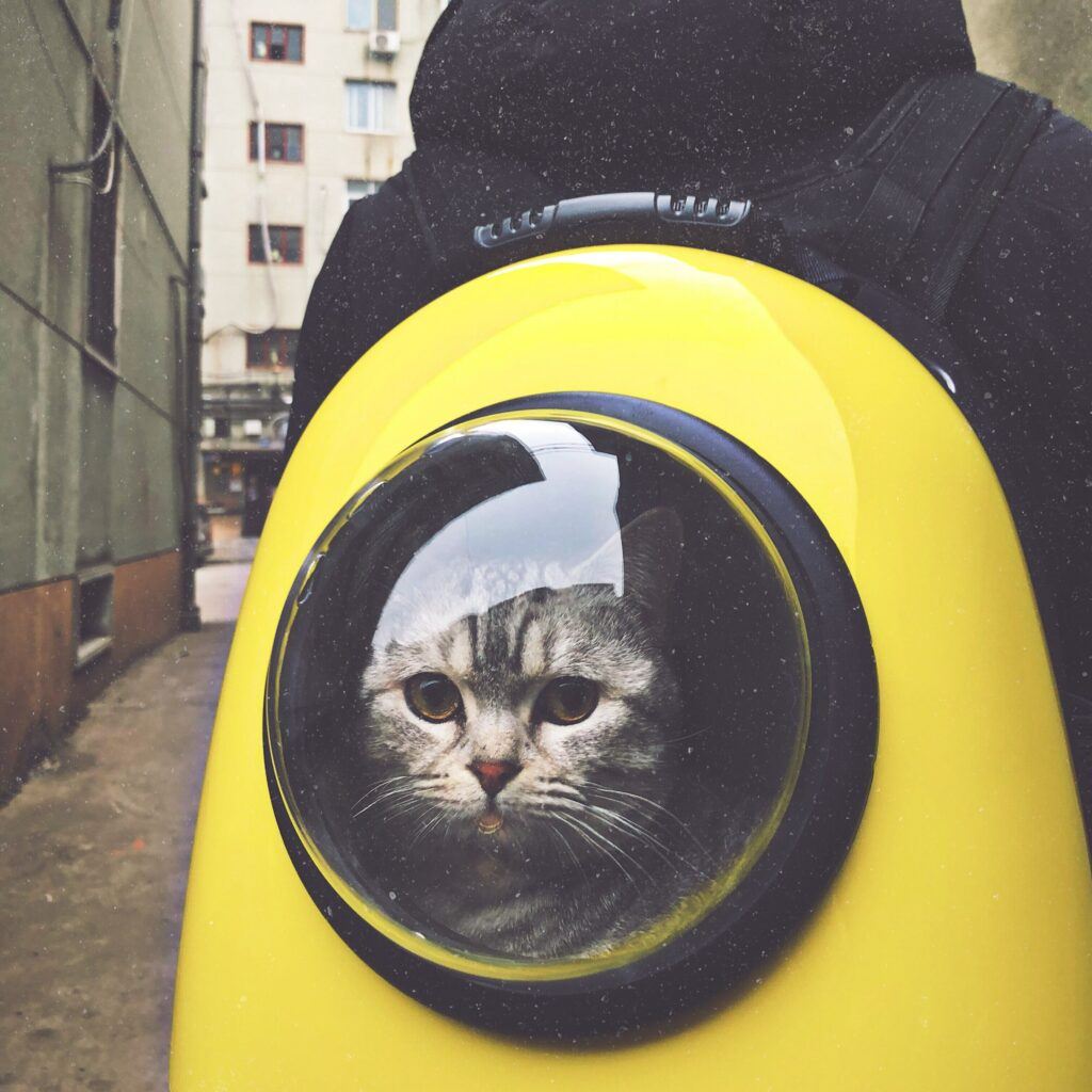 cat carrier backpack pokeball