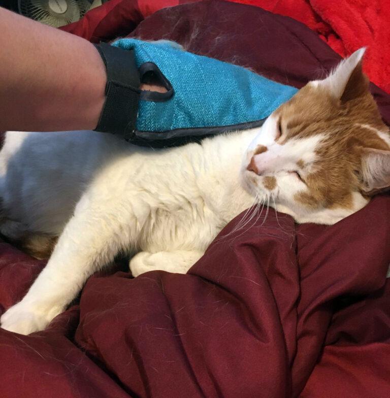 How to Get Rid of Cat Hair Everywhere Happy Cat Corner