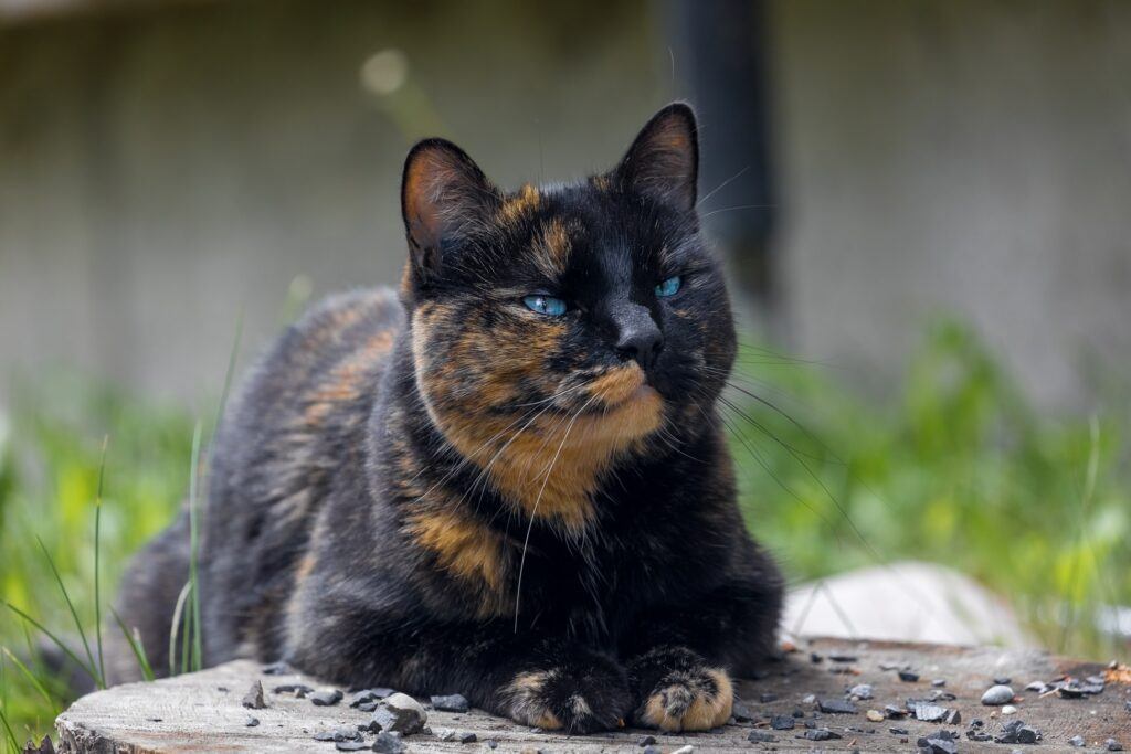 are tortoiseshell cats calico