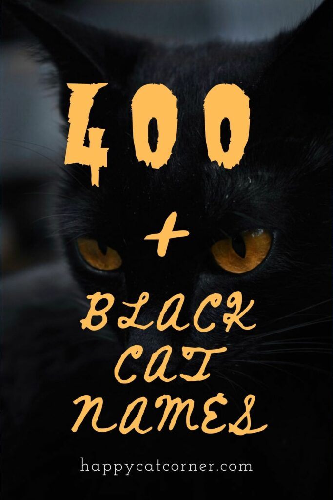 400+ Unique Names for a Black Cat | Happy Cat Corner