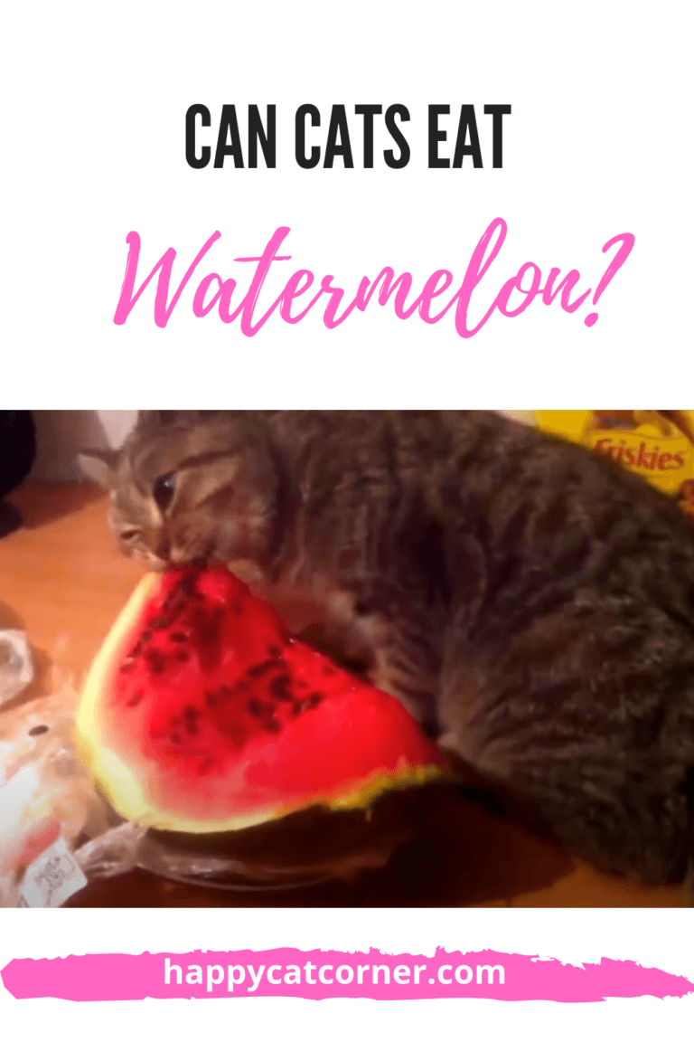 Can Cats Eat Watermelon? Is it bad for them?