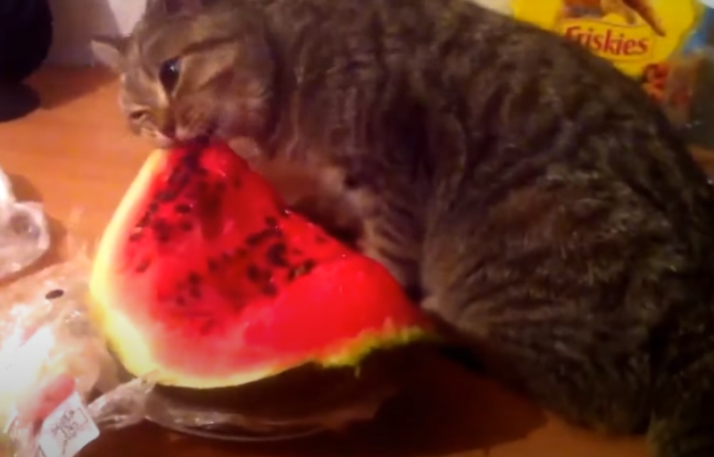 cateatingwatermelon Happy Cat Corner