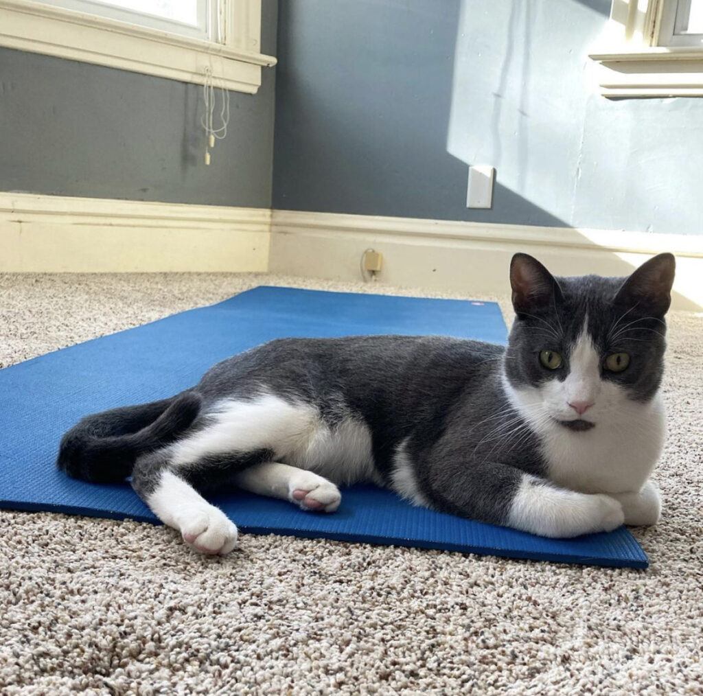 Stop cat from discount pulling up carpet