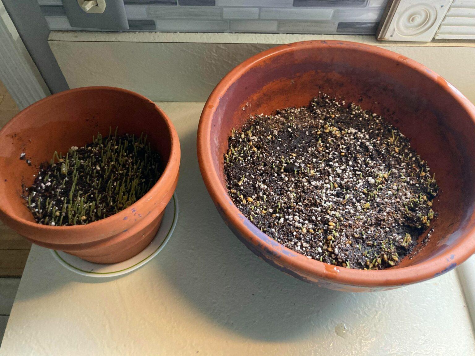 Picture of How To Grow Cat Grass (Indoors): Ultimate Beginners Guide | Happy Cat ...