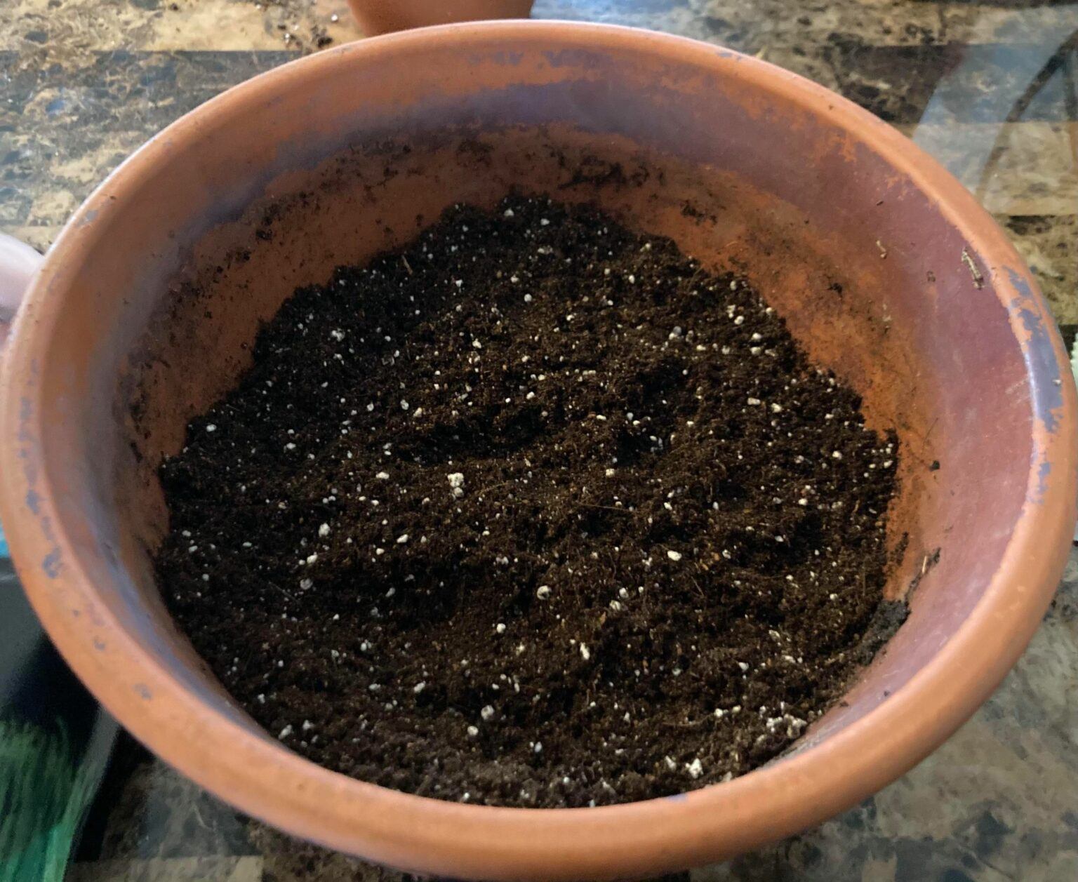 How To Grow Cat Grass (Indoors): Ultimate Beginners Guide | Happy Cat ...