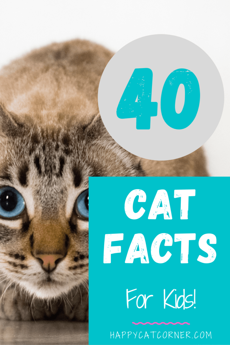 40-cat-facts-for-kids-pictures-happy-cat-corner