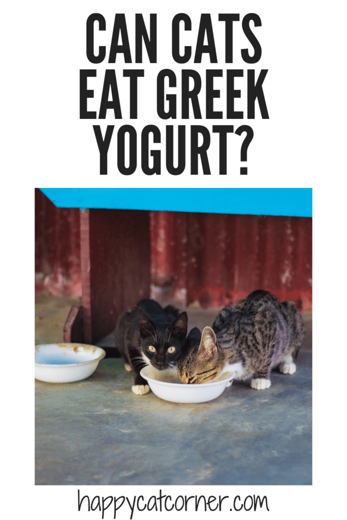 Can Cats Eat Greek Yogurt (or Any Kind?) Happy Cat Corner