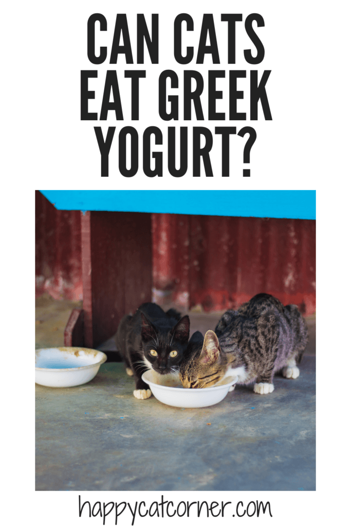 Can you give a cat clearance yogurt