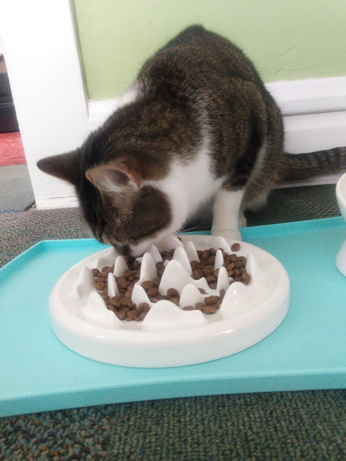 cat food bowl to slow down eating