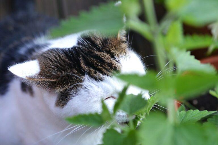 Can Cats Overdose on Catnip? Happy Cat Corner