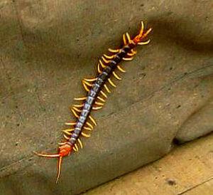 Are Centipedes Poisonous to Cats? | Happy Cat Corner