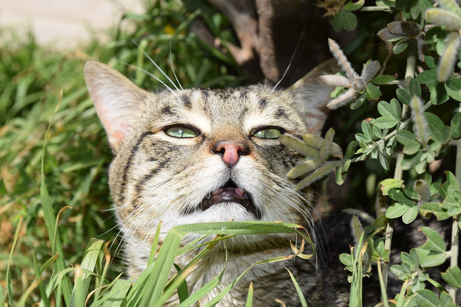 What Smells Do Cats Hate Plus A Safe Easy Cat Repellent