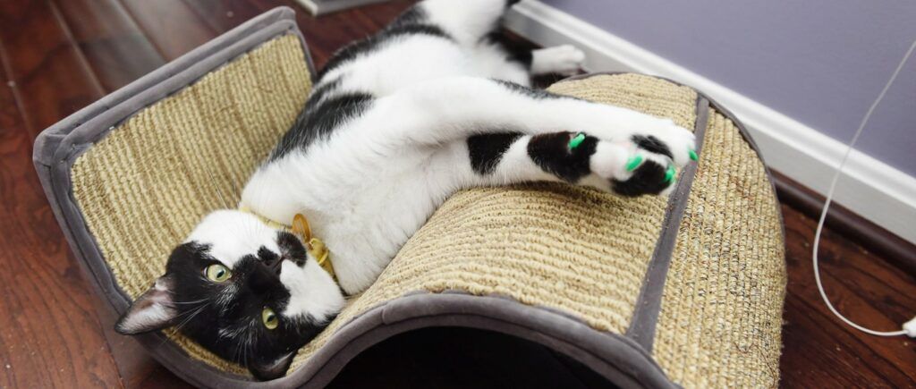 Cat Nail Caps: Pros and Cons | Happy Cat Corner
