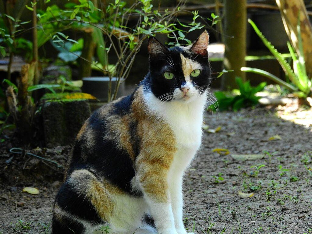 calico cat vs tortoiseshell x inactivation