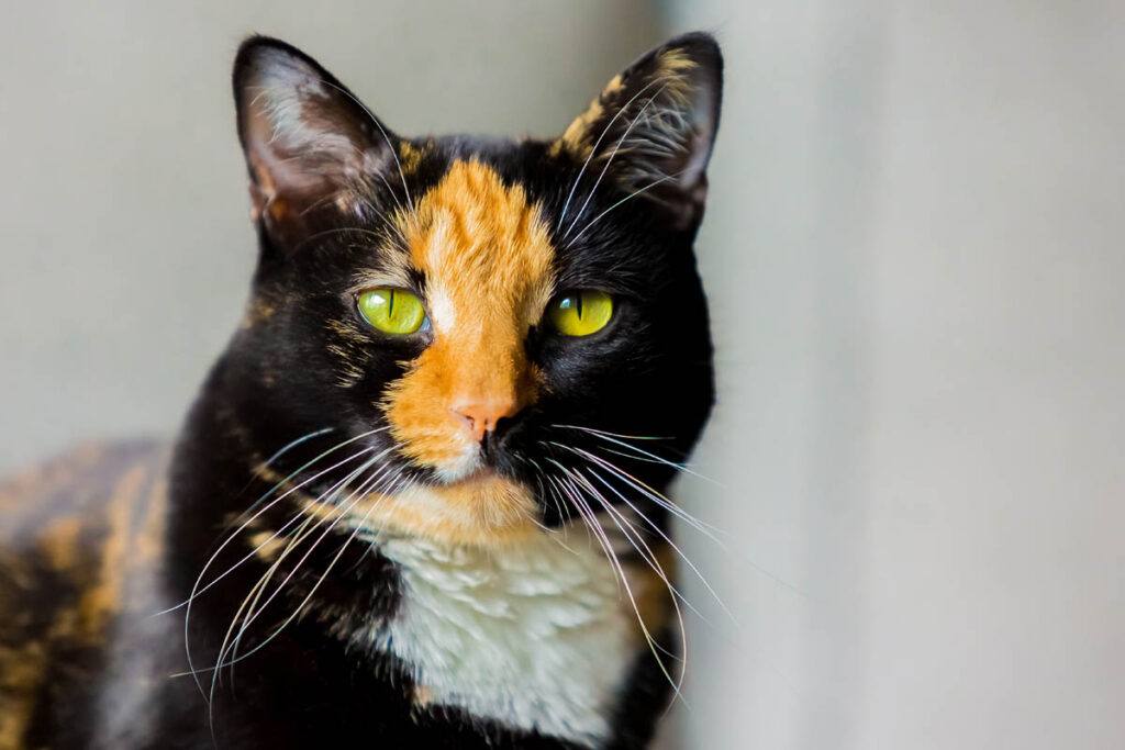 calico or tortoiseshell cat by location