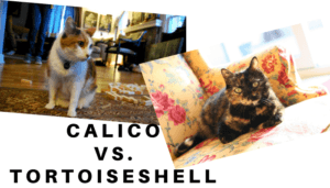 why are tortoiseshell calico cats so feisty
