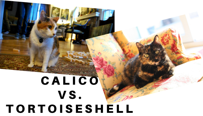 difference between calico and tortoiseshell cat