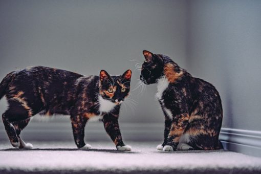 tortoiseshell cat vs calico