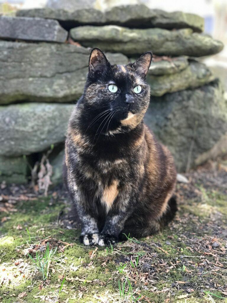 is my cat a calico or tortoiseshell